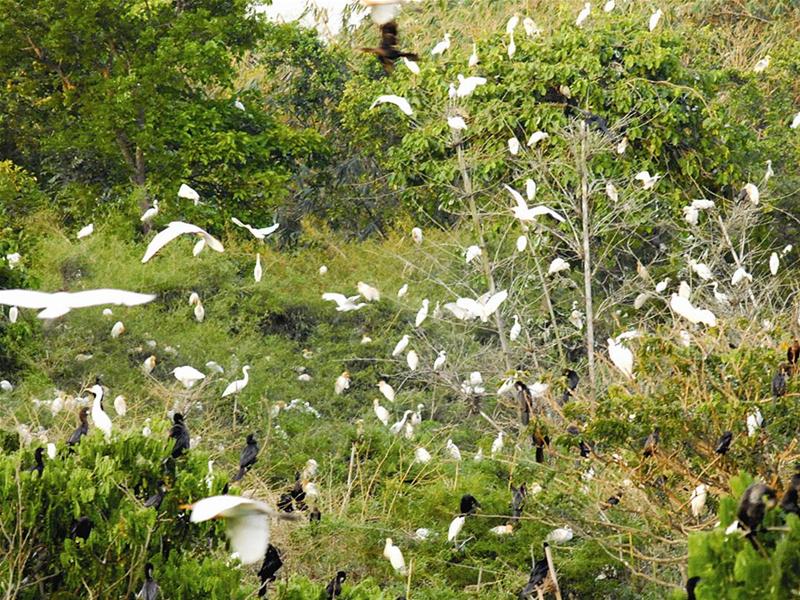 Kinh nghiệm du lịch Bến Tre