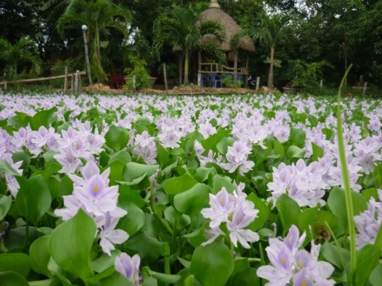 Đại lý vé máy bay tại Huyện Dầu Tiếng