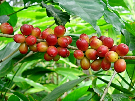 Đại lý vé máy bay tại Huyện Di Linh
