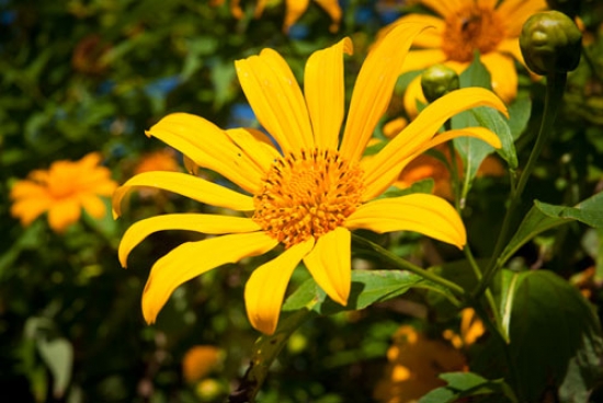 Đại lý vé máy bay tại Huyện Đức Cơ