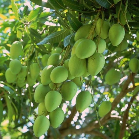 Đại lý vé máy bay tại Huyện Gò Công Đông