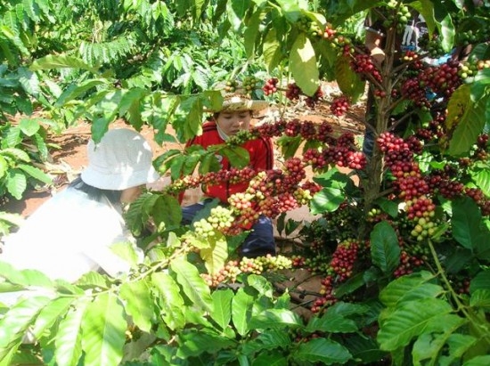 Đại lý vé máy bay tại Huyện Krông Pắc