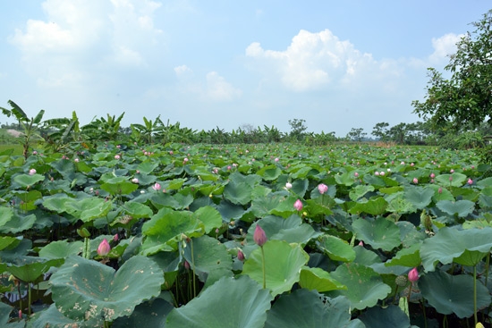 Đại lý vé máy bay tại huyện Yên Phong