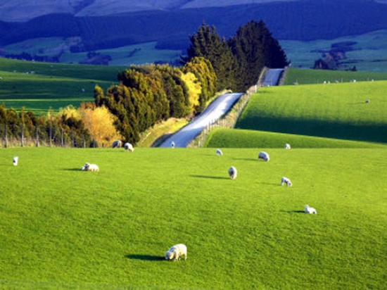 Vé máy bay TP.HCM đi New Zealand