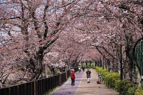 Đại lý bán vé máy bay đi Nhật Bản tại Quận 9( Quận chín)