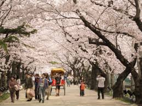 Kinh nghiệm đặt vé máy bay Đà Nẵng đi Osaka