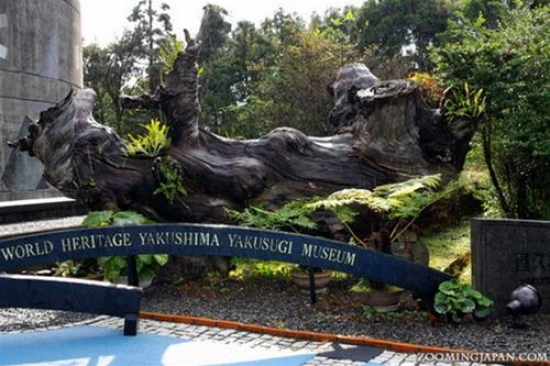 Vé máy bay đi đảo Yakushima, Osaka, Nhật Bản