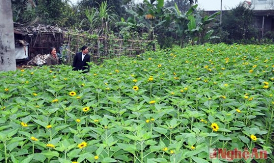 Đại lý vé máy bay Xã Hưng Đông TP Vinh, Nghệ An