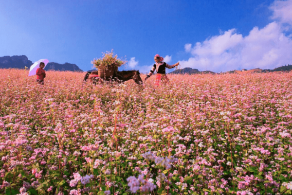 Mùa hoa tam giác mạch tuyệt đẹp ở Hà Giang